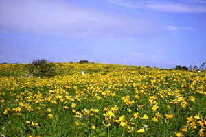 霧ヶ峰の今をエコツアー